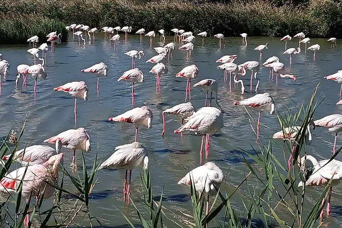 Private Tour in Roman Town of Arles, Camargue National Park - Wildlife Spotting Opportunities