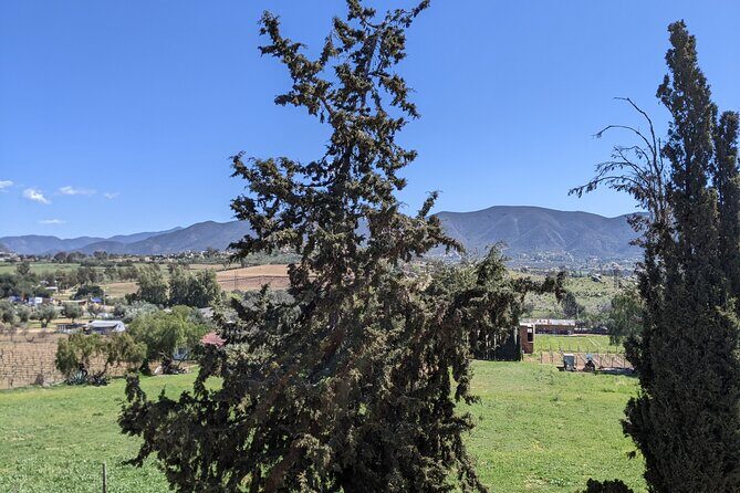 Private Tour in Valle De Guadalupe - A Deep Dive into the Valle de Guadalupe Private Tour