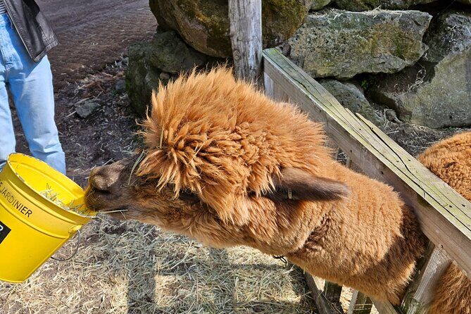 Private Tour in West Jeju Island with Transfer - An In-Depth Look at the West Jeju Private Tour