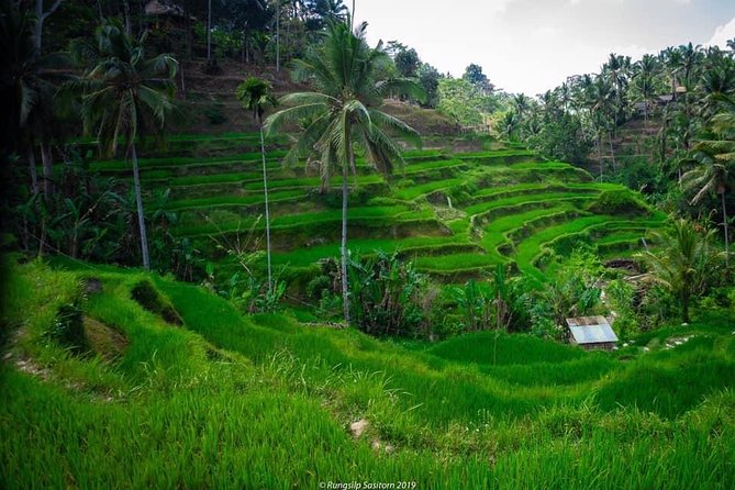 Private Tour: Jatiluwih Rice Terrace,Ulun Danu and Banyu Mala Waterfall Tour - Pricing and Booking Details