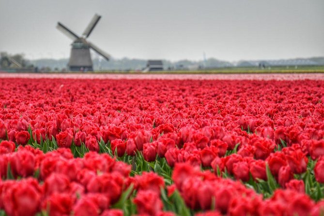 Private Tour Keukenhof Tulip Fields of Holland - Tour Highlights