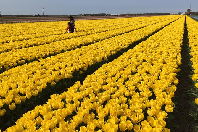 Private Tour Keukenhof Tulip Fields of Holland - Private Tour Benefits