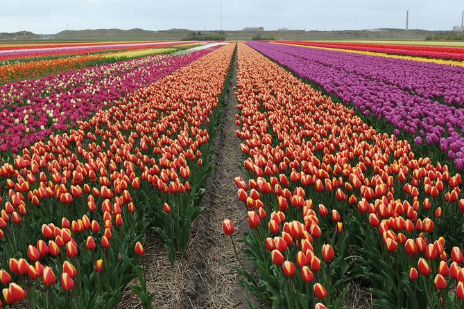 Private Tour Keukenhof Tulip Fields of Holland - Booking Information
