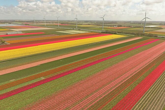 Private Tour Keukenhof Tulip Fields of Holland - Tips for a Memorable Experience