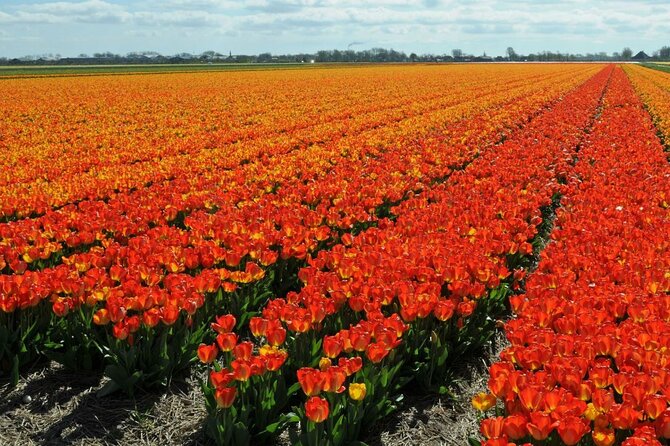 Private Tour Keukenhof Tulip Fields of Holland - The Sum Up