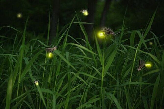 Private Tour Kuala Selangor Fireflies include Seafood Dinner *26* - Discover the Magic of Kuala Selangor Fireflies with an Evening Tour