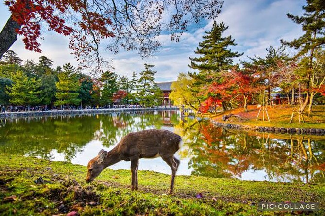 Private Tour Kyoto-Nara W/Hotel Pick up & Drop off From Kyoto - Recommendations