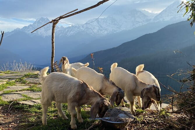 Private Tour Local Culture and The View of Mohare Danda - Exploring the Private Tour of Local Culture and The View of Mohare Danda