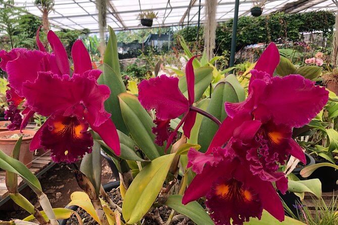 Private Tour Madeira Orchid Collection Tour - Tour Highlights