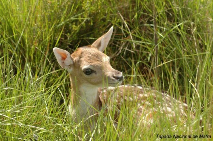 Private Tour - Mafra World Heritage W/Ericeira - Booking Information