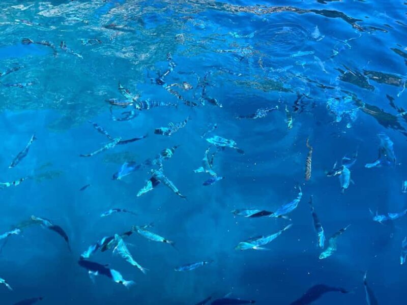 Private Tour: Mamma Mia, Blue Cave and Hvar - 5 Islands Tour - The Sum Up: Who Will Love This Tour?