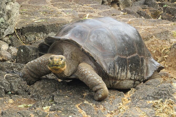 Private Tour Matura Turtle Watching in Trinidad and Tobago - Pricing Details