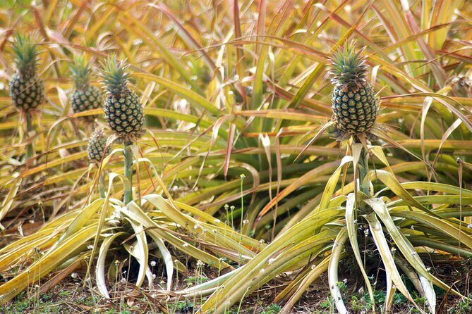 Private Tour Maui Pineapple Farm in Haliimaile - Good To Know