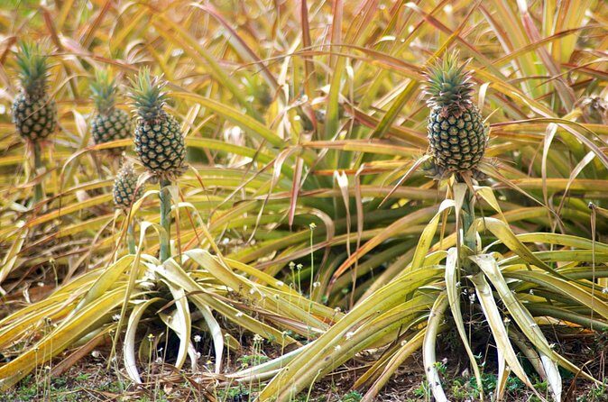 Private Tour Maui Pineapple Farm in Haliimaile - Who’s This Tour Best For?