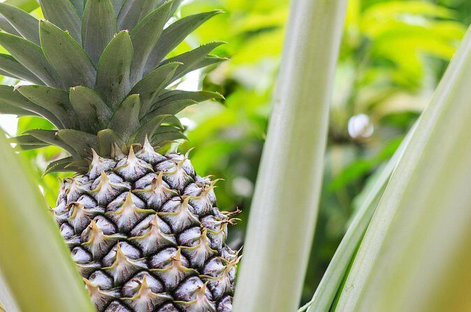 Private Tour Maui Pineapple Farm in Haliimaile - The Sum Up