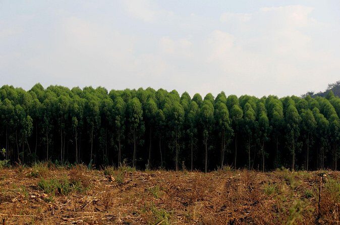 Private Tour Maui Pineapple Farm in Haliimaile - FAQs