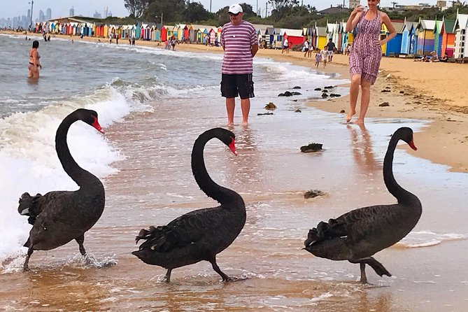 [PRIVATE TOUR] Melbourne City And Bayside Beach Tour - Common Questions