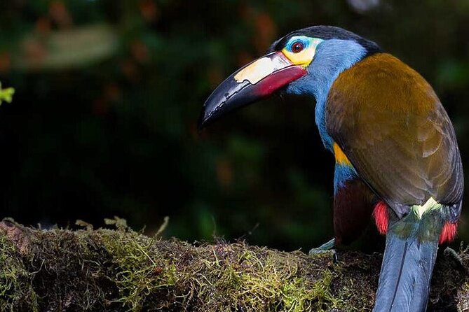 PRIVATE Tour Mindo Cloud Forest, Tulipe Archaeological Ruins - Meeting and Pickup Information