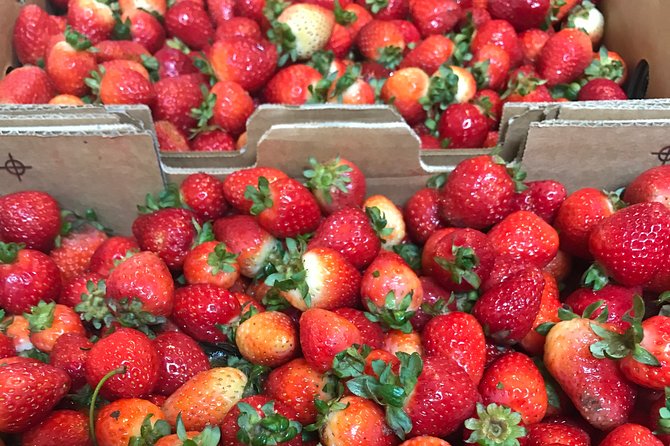 [Private Tour] Mornington Peninsula Family, Maze and Fun! - Overview and Activities