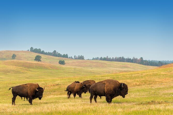 Private Tour Mt Rushmore Crazy Horse and Custer State Park - FAQ