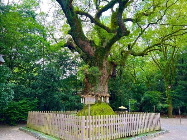 Private Tour Nagoya. Nagoya Heritage & Modernity - Transportation and Accessibility