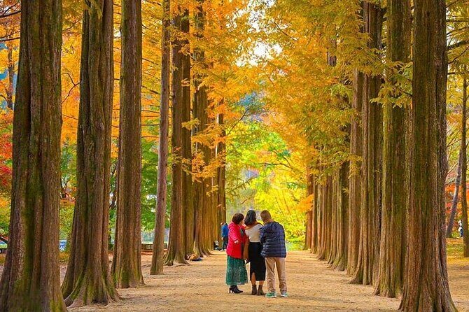 [Private Tour] Nami Island+Morning calm Garden+Petite France - Exploring the [Private Tour] Nami Island + Morning Calm Garden + Petite France: An Honest Review