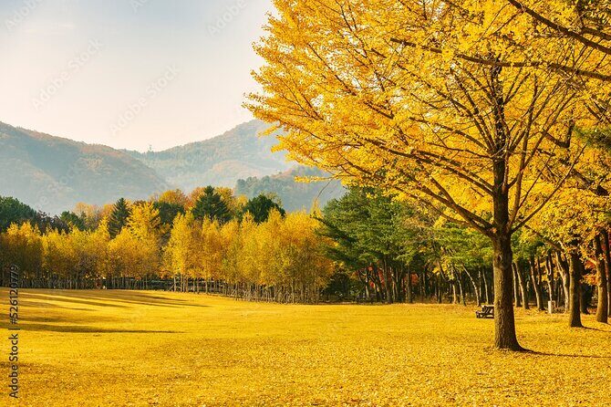 [Private Tour] Nami Island+Morning calm Garden+Petite France - Good To Know