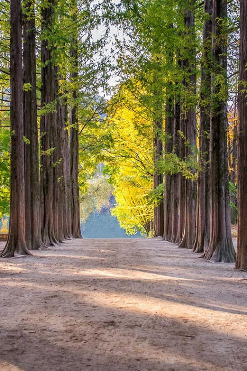 [Private Tour] Nami Island+Morning Calm Garden+Petite France - Key Highlights