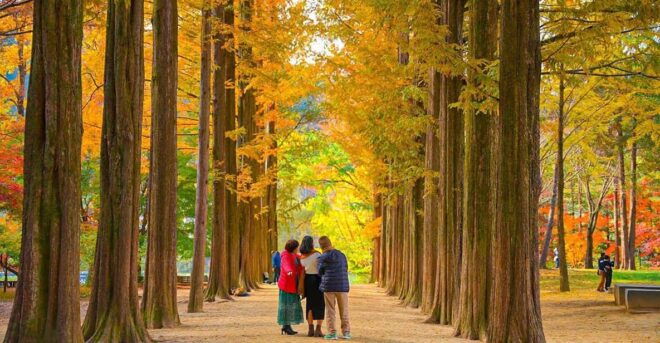 [Private Tour] Nami Island+Morning Calm Garden+Petite France - Itinerary Breakdown