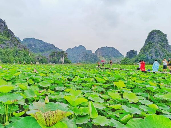 PRIVATE TOUR Ninh Binh One Day - Hoa Lu- Tam Coc - Mua Cave - Mua Cave Adventure