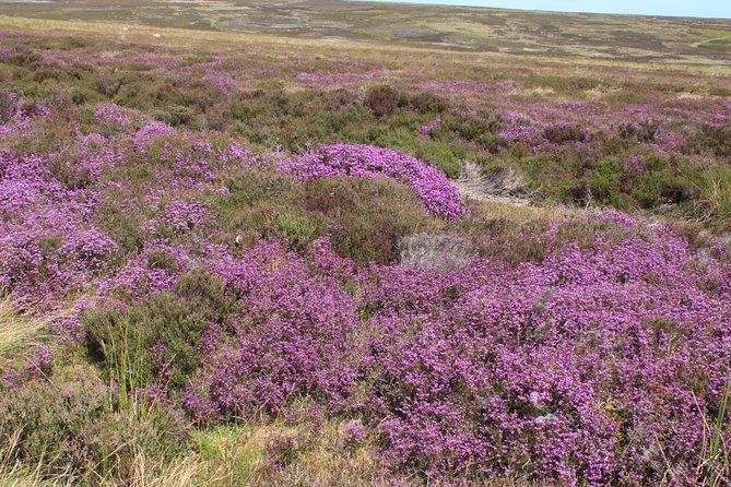Private Tour: North Yorkshire Moor and Whitby From York in 16 Seater Minibus - The Sum Up