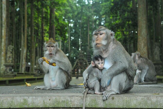 Private Tour of Balis Temples, Jungles & Hidden Gems - Good To Know