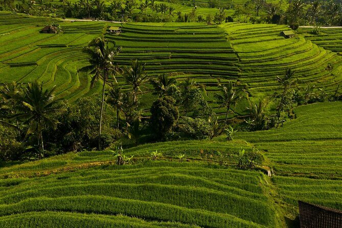 Private Tour of Balis Ubud: Culture, Nature & Heritage - What to Expect from the Ubud Private Tour