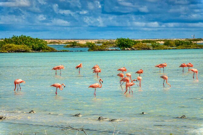 Private Tour of Beaches Hopping Curacao with Willemstad - Who Should Book This Tour?