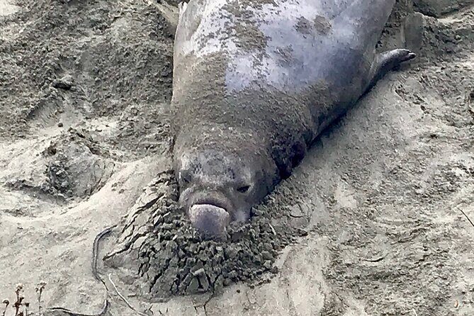 Private Tour of California's Central Coast (San Luis Obispo-Paso Robles-Cambria) - FAQs