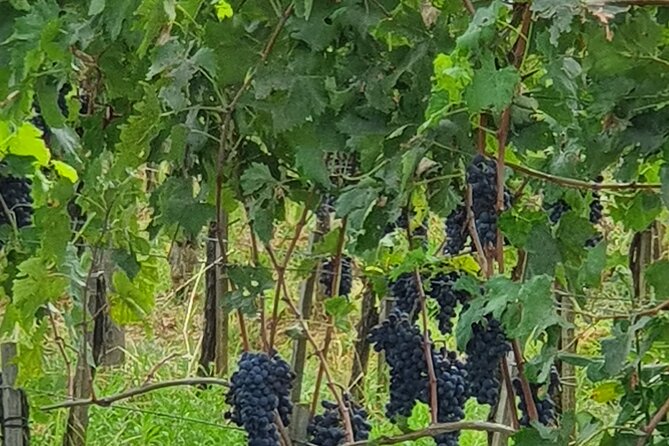 Private Tour of Chianti Siena and San Gimignano by Minivan - Exploring Siena