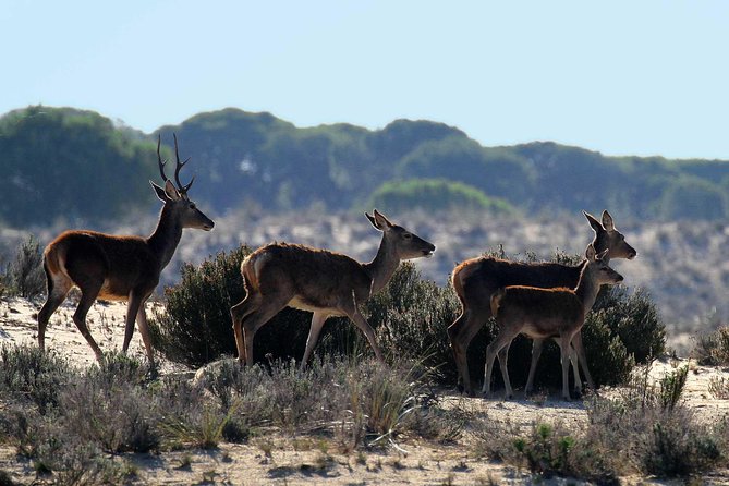 Private Tour of Doñana in 4x4 and El Rocío - Wildlife Spotting Opportunities
