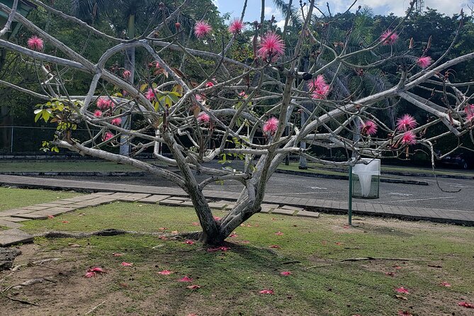 Private Tour of Dunns River Falls From Montego Bay Resorts - Traveler Experiences