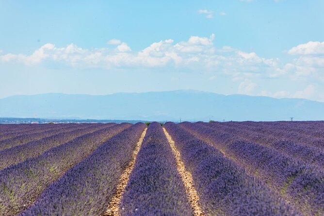 Private Tour of Gorges of Verdon and Fields of Lavender in Nice - Fields of Lavender: A Fragrant Paradise