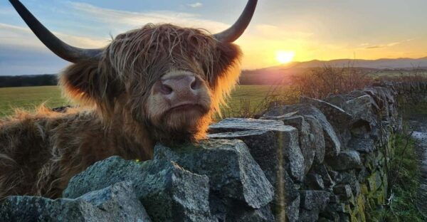 Private Tour of Highlands, Lochs & Castles From Stirling - Pickup and Transfers