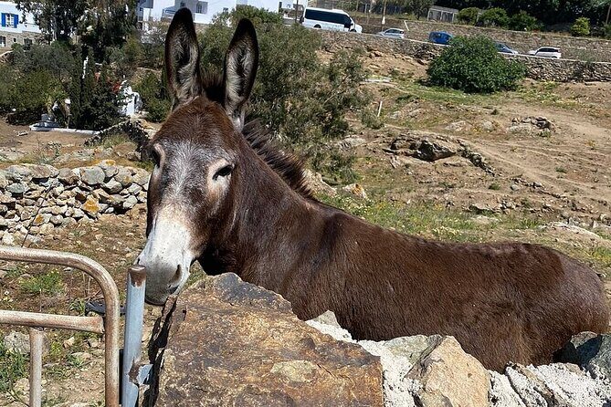 Private Tour Of Mykonos Included Town - Authentic Experiences and Guide Insights