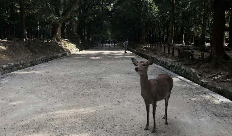 Private tour of Nara with an English/Spanish-speaking Guide - Good To Know