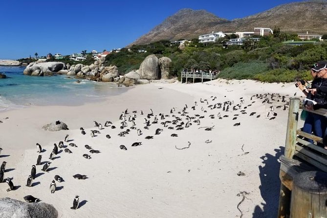 Private Tour Of Penguins, Cape Of Good Hope & Peninsula. - Meeting and Pickup Details