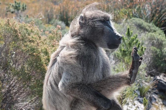 Private Tour Of Penguins, Cape Of Good Hope & Peninsula. - The Sum Up