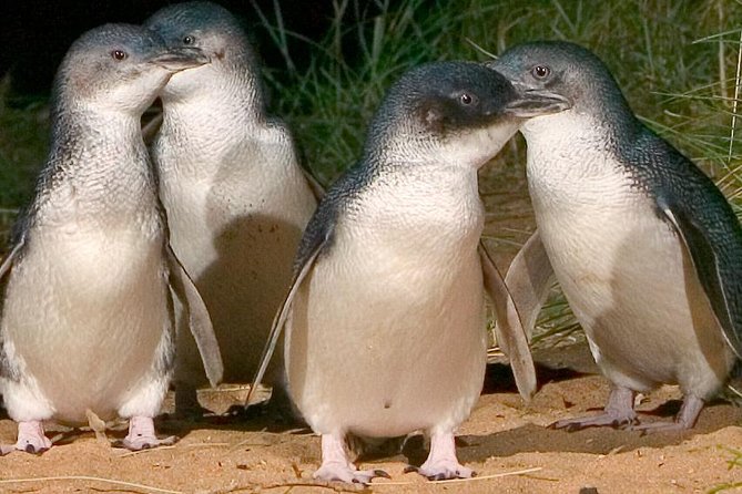 Private Tour of Phillip Island & Penguins With Personal Tour Guide - Questions and Help