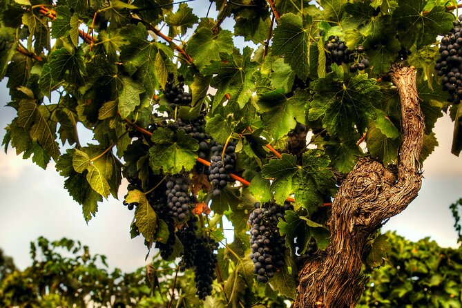 Private Tour of Rojinas Fleurieu in McLaren Vale - End Point and Activity Details