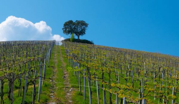 Private Tour of San Sebastian and Getaria W/ Txakoli Tasting - The Sum Up