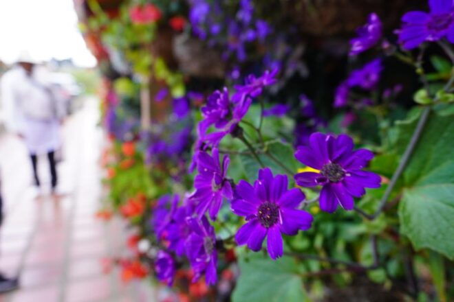 Private Tour of Santa Elenaforest Forestflower Tour - Itinerary Overview