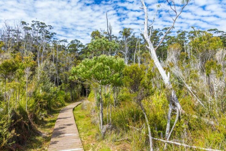 Private Tour of Tahune Airwalk & Hastings Caves From Hobart - Highlights of the Tour