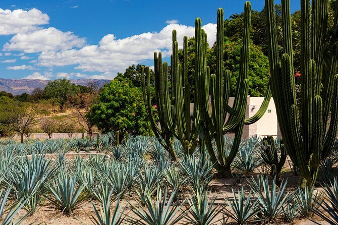 Private Tour of Teuchitlan Archaeological Area and Tequila Motorcycle Tour - Is This Tour Right for You?